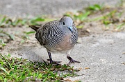 DSC_7500 Geopella striata barred ground dove_tn